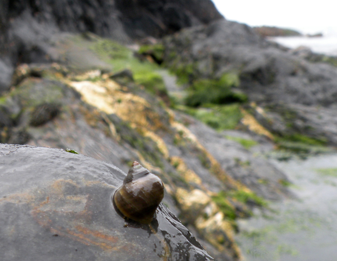 Sulle coste del Galles: i molluschi marini